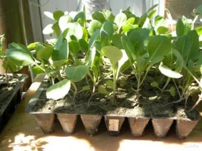 как вырастить рассаду капусты