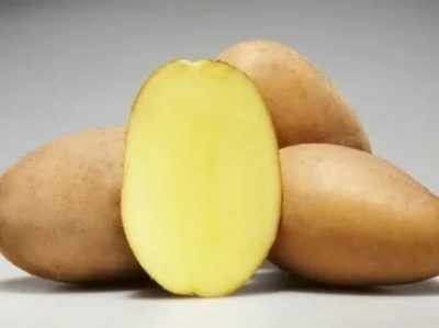 картофель лабадия описание сорта