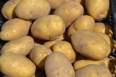 немецкие сорта картофеля