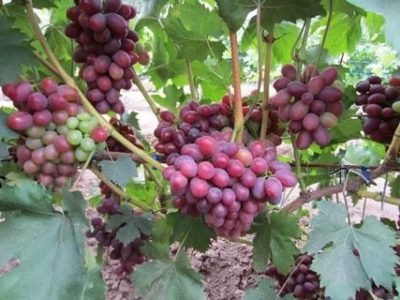 сорт винограда фаэтон