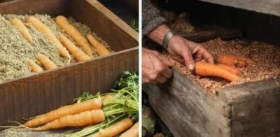 как хранить морковь в опилках