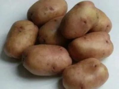 лучшие сорта картофеля для подмосковья