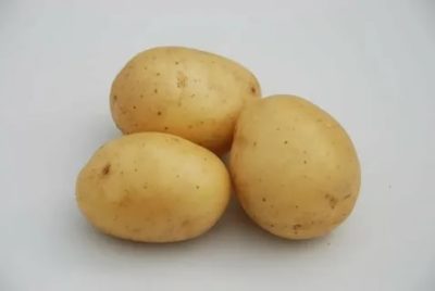 голландские сорта картофеля