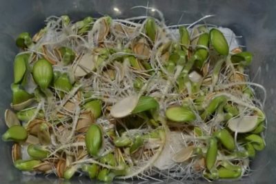 проращивание семян тыквы