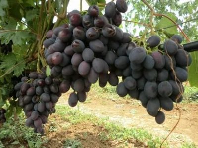 сорт винограда каталония