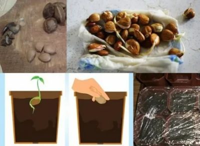 как посадить косточку персика