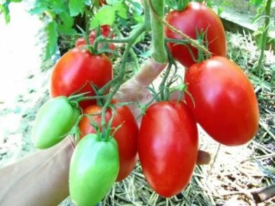 сорта томатов для удмуртии