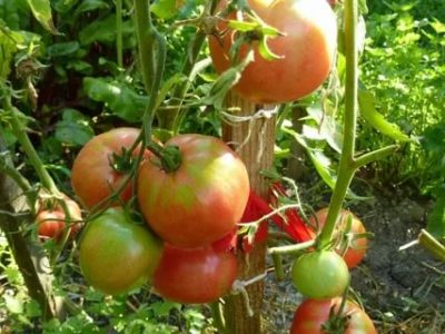 томат линда описание сорта