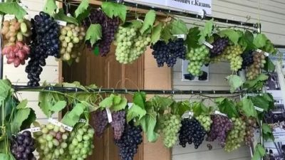 сорта винограда для татарстана