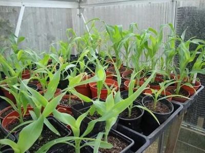 как садить кукурузу на рассаду