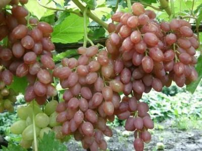 виноград кишмиш лучистый описание сорта