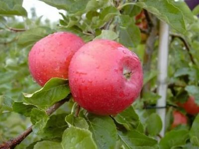 сорт яблони вишневое