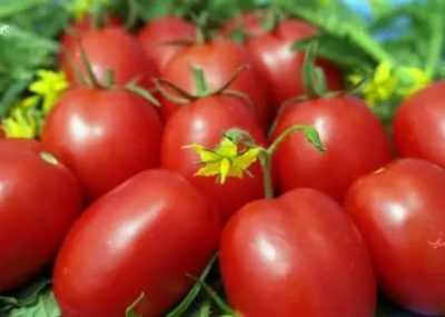 высокоурожайные сорта томатов для открытого грунта