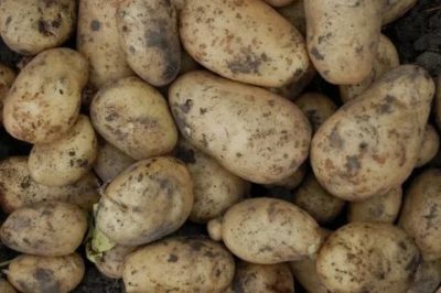 сорта картофеля для ярославской области