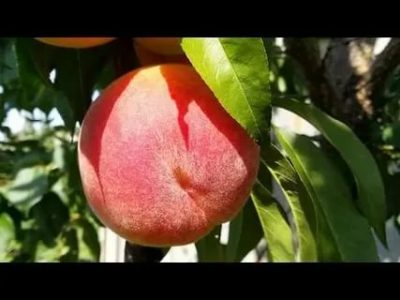 сорт персика вайн голд
