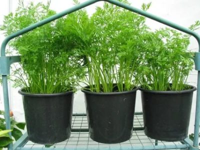 выращивание моркови рассадой
