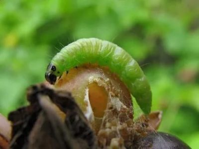 борьба с гусеницами на смородине