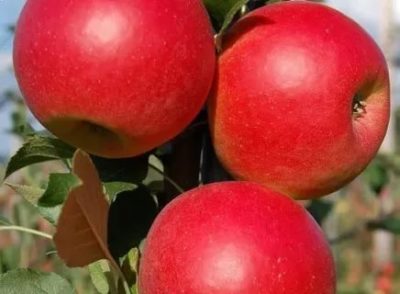 морозоустойчивые сорта яблонь