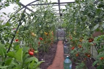 уход за помидорами в июле в теплице