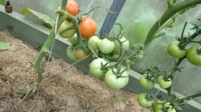 надо ли поливать помидоры в августе в теплице
