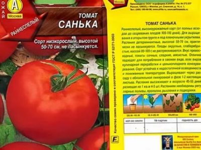 томат санька описание сорта