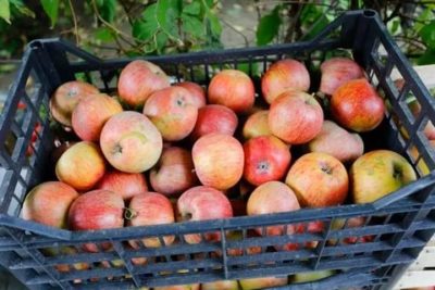 сорта яблонь для волгоградской области