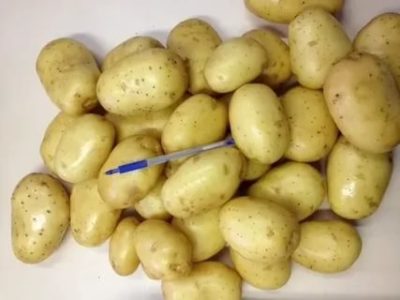 сорт картофеля агата