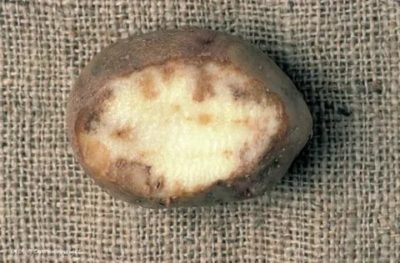 почему картофель чернеет внутри при хранении