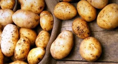 лучшие сорта картофеля для подмосковья