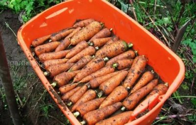 хранение моркови в земле