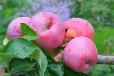 сорта яблонь для волгоградской области