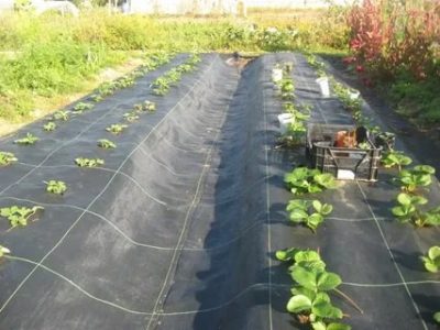как посадить клубнику осенью под черную пленку