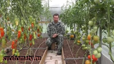 уход за помидорами в августе в теплице