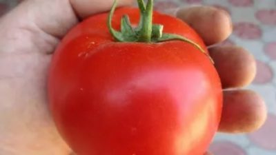 томат линда описание сорта