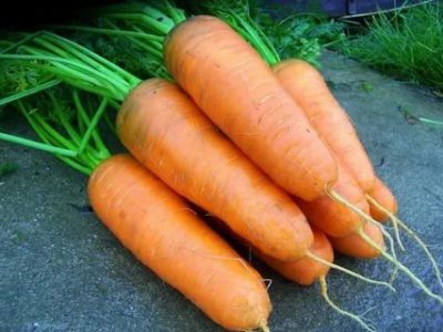 сорт моркови шантане