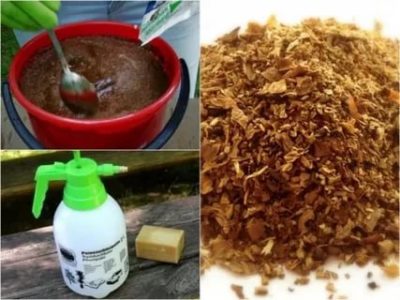 табачная пыль применение в садоводстве от вредителей