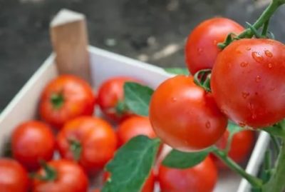 томаты которые долго хранятся