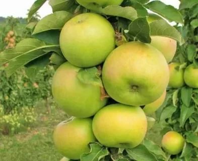 сорта колоновидных яблонь для сибири
