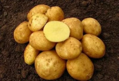 винета сорт картофеля