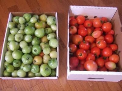 как хранить зеленые помидоры чтобы они покраснели