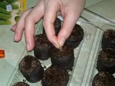 как посадить огурцы в торфяные таблетки