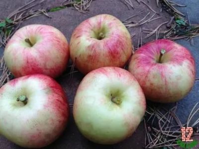лучшие сорта яблонь для северо запада