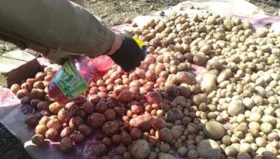 обработка семян картофеля перед посадкой