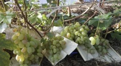 сорта винограда для ярославской области