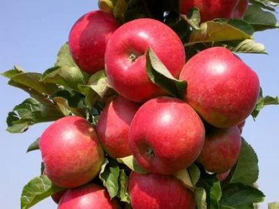 какие сорта яблонь нужно посадить чтобы получить урожай яблок летом