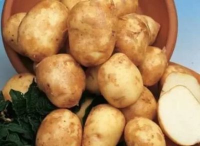 суперранние сорта картофеля