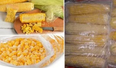 сколько хранится кукуруза в початках