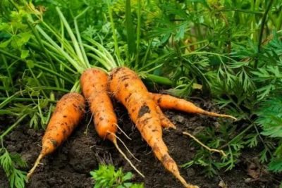 посев моркови в июне