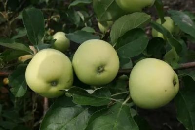 сорта яблонь для среднего поволжья