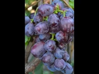 сорт винограда раджа